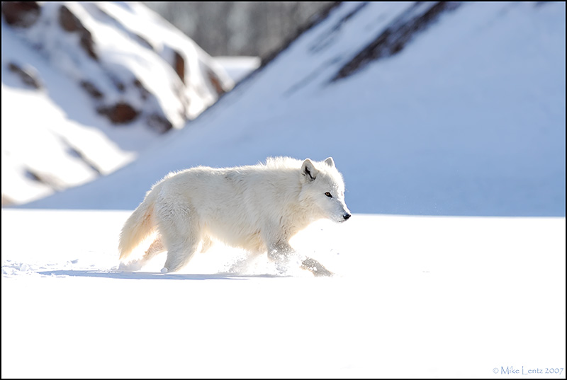 معامله گر به گرگها ی قطب شمال شبیه است