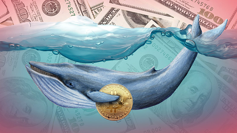 ردیابی نهنگ های بازار کریپتو